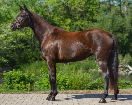 Picture of Nibble - 2016 Hanoverian Mare 