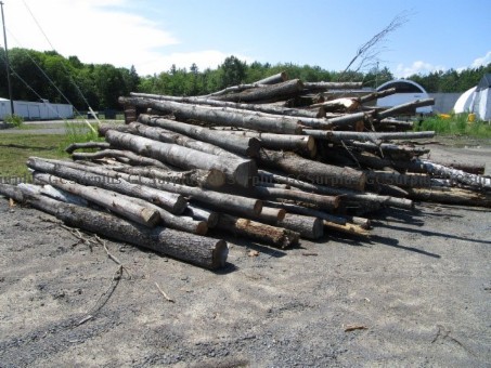 Picture of Wood Lot