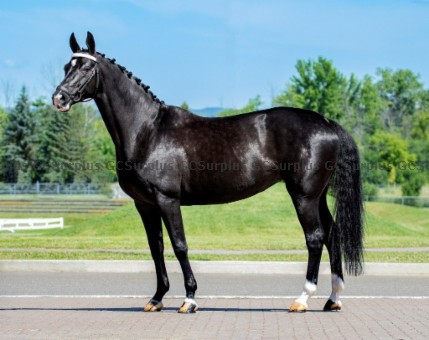 Picture of Marina - 7-Year-Old Hanoverian