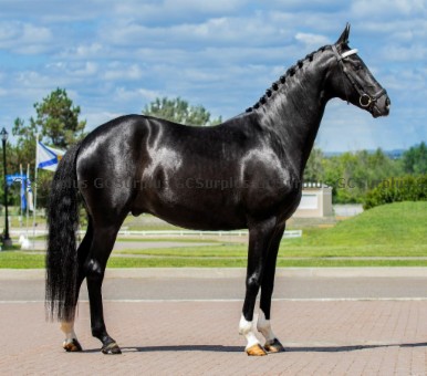 Picture of Otis - 5-Year-Old Hanoverian G