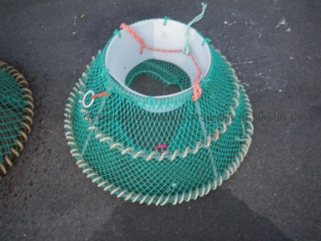 Picture of Forfeited Conical Rock Crab Tr