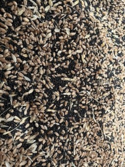 Photo de Mélange de grains - lot 62