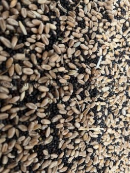 Photo de Mélange de grains - lot 63