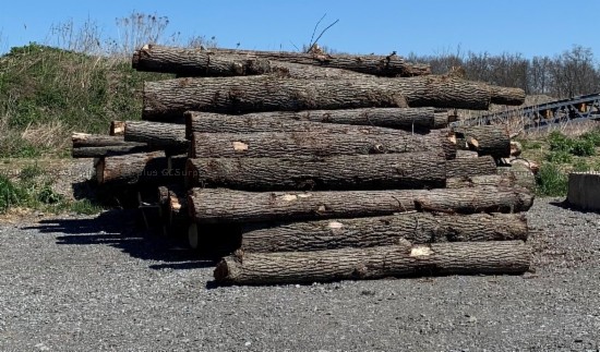 Picture of Lot of Assorted Tree Logs
