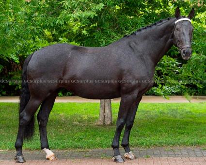 Picture of Lego - 2014 Hanoverian Mare (H