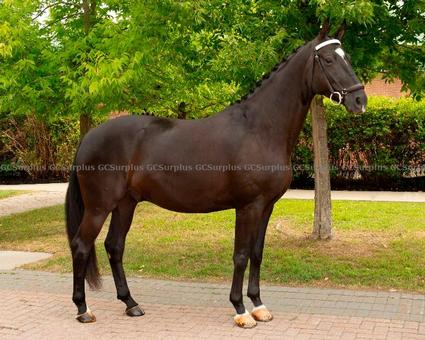 Photo de Newby - hongre honovrien 2016 