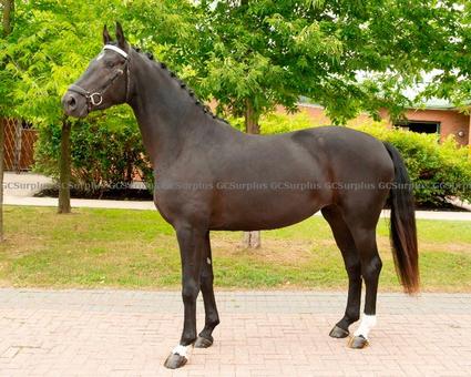 Photo de Prestige - jument hanovrienne 