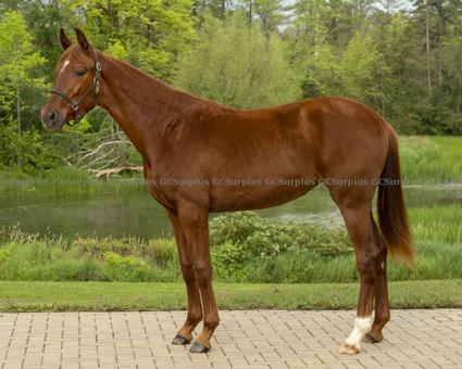 Picture of Scarlet - 2020 Hanoverian Year