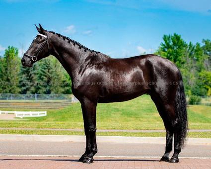 Picture of Pace - 4-Year-Old Hanoverian G