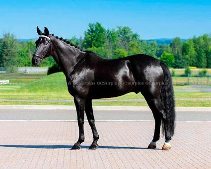 Picture of Lance - 8-Year-Old Hanoverian 