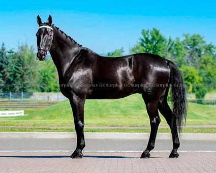 Picture of Chief - 17-Year-Old Hanoverian