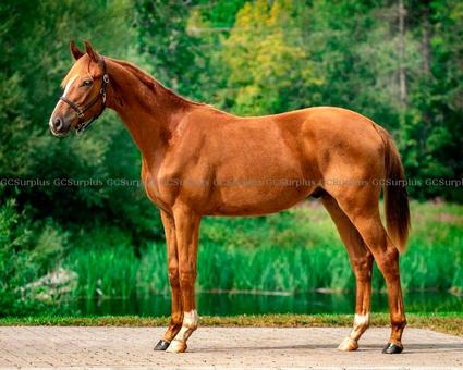 Picture of Tattoo - 1-Year-Old Hanoverian