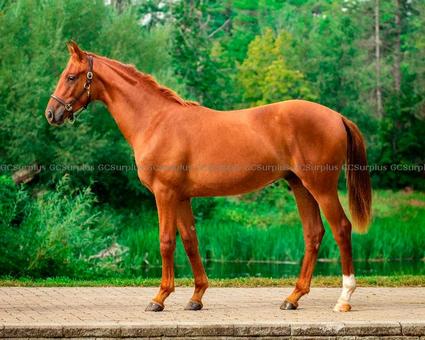 Picture of Trooper - 1-Year-Old Hanoveria