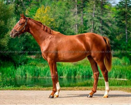 Picture of Tempo - 1-Year-Old Hanoverian 