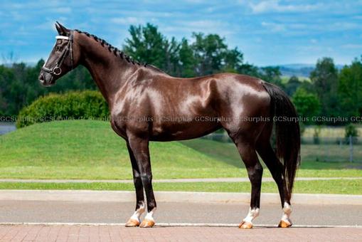 Picture of Natcho - 6-Year-Old Hanoverian