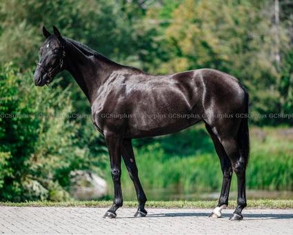 Picture of ''Tulugaq'' 2-Year-Old Hanover